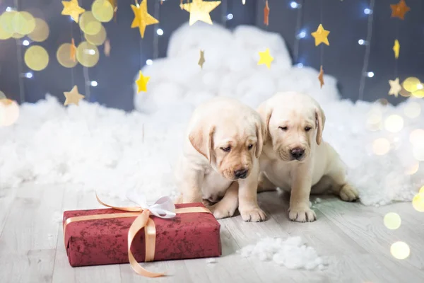 Dos cachorros labradores en un estudio de Navidad — Foto de Stock