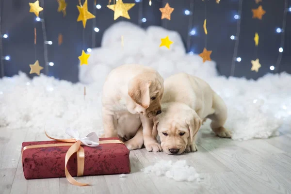 Dos cachorros labradores en un estudio de Navidad — Foto de Stock