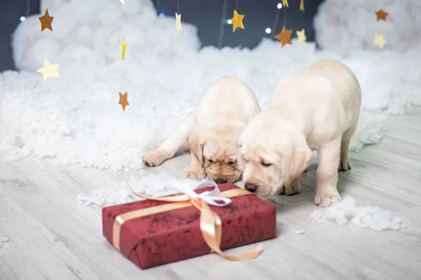 Dos cachorros labradores en un estudio de Navidad — Foto de Stock