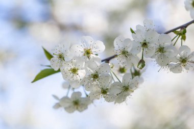 Çiçek açan kiraz ağacının dalı