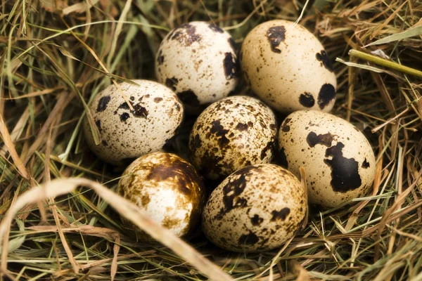 Quails Eggs Delicious Food — Stock Photo, Image