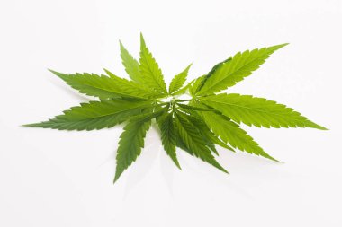 Esrar yaprak, marihuana yaprağı üzerinde beyaz izole