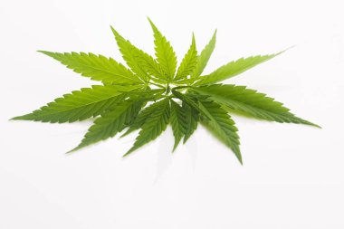 Esrar yaprak, marihuana yaprağı üzerinde beyaz izole