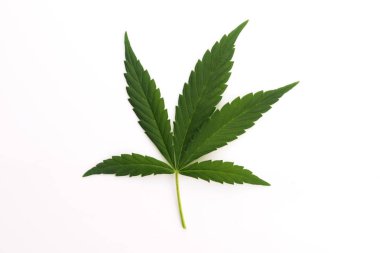 Esrar yaprak, marihuana yaprağı üzerinde beyaz izole