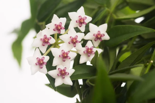 Hermosas Flores Hoya Aisladas Sobre Fondo Blanco — Foto de Stock