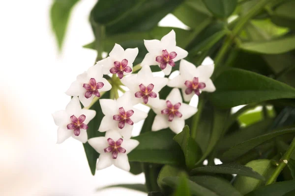 Hermosas Flores Hoya Aisladas Sobre Fondo Blanco —  Fotos de Stock