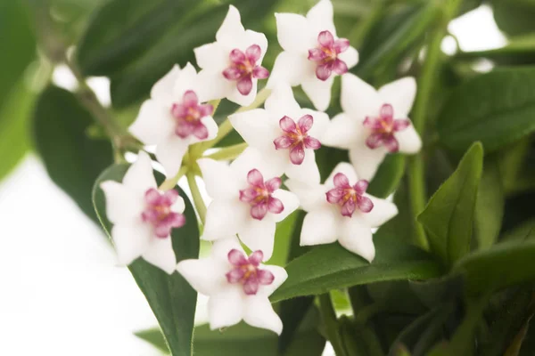 Gyönyörű Hoya Virágok Elszigetelt Fehér Background — Stock Fotó