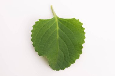 Plectranthus amboinicus veya Meksika nane ya da kaplan'ın kulak bitki