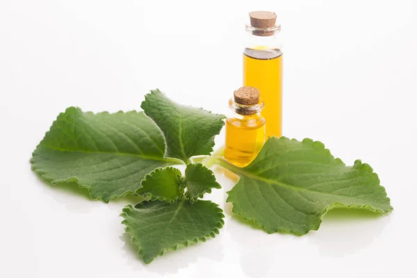 Plectranthus Amboinicus Met Olie Mexicaanse Munt Tiger Oor Plant — Stockfoto