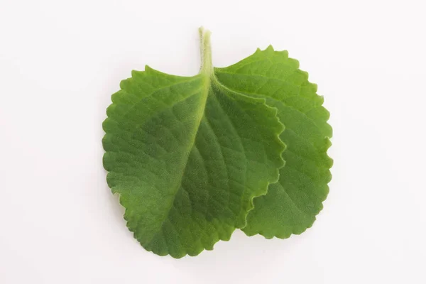 Plectranthus Amboinicus Hortelã Mexicana Planta Orelha Tigre — Fotografia de Stock