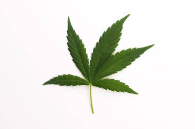 Esrar yaprak, marihuana yaprağı üzerinde beyaz izole