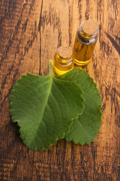 Plectranthus Amboinicus Met Olie Mexicaanse Munt Tiger Oor Plant — Stockfoto