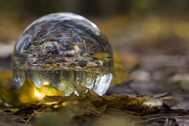 bir darbe cam ile orman