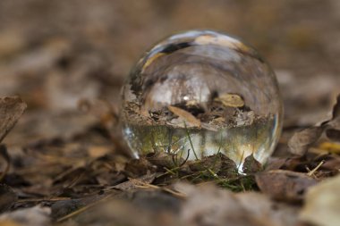 bir darbe cam ile orman