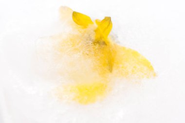 donmuş çiçekler. Ice cube çiçekleri.