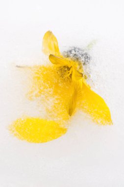 donmuş çiçekler. Ice cube çiçekleri.