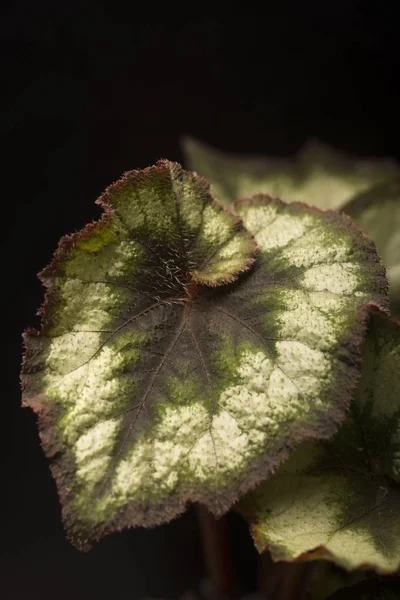 Begonia Rex Círculo Prata — Fotografia de Stock