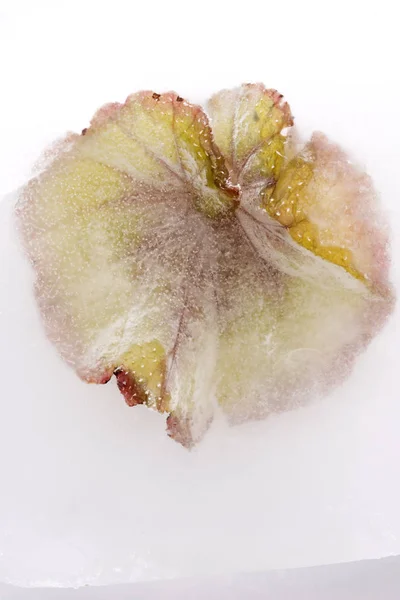 Frozen Flowers Blossoms Ice Cube — Stock Photo, Image