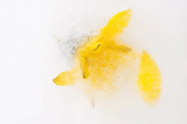 Eingefrorene Blumen Blüten Eiswürfel — Stockfoto