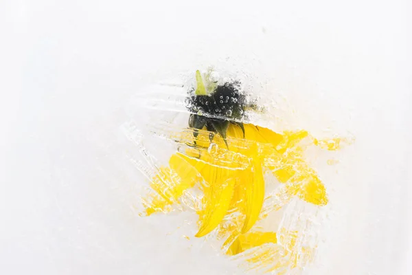 Замороженные Цветы Цветы Кубике Льда — стоковое фото