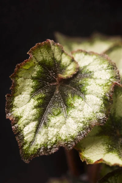 Begonia Rex (Círculo de Prata ) — Fotografia de Stock