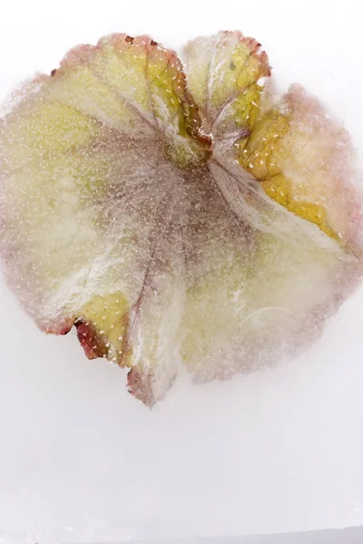 Frozen flowers. blossoms in the ice cube. — Stock Photo, Image