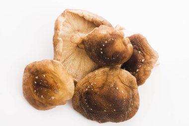 Shitake mantar beyaz zemin üzerine