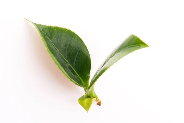 Fresh Tea Leaves White — Stock Photo, Image