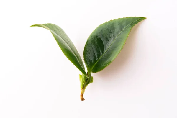 Hojas Frescas Sobre Blanco — Foto de Stock