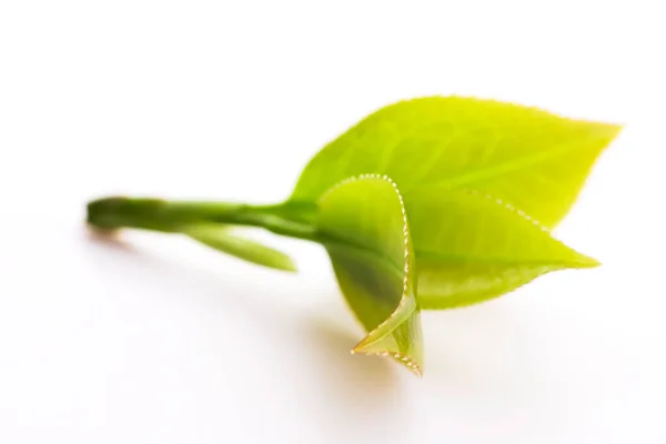 白茶の葉 — ストック写真