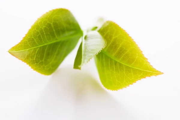 Fresh Tea Leaves White — Stock Photo, Image