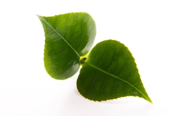 Frische Teeblätter Auf Weiß — Stockfoto