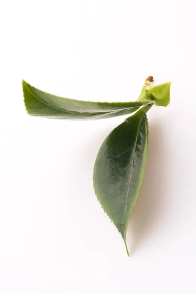 白茶の葉 — ストック写真
