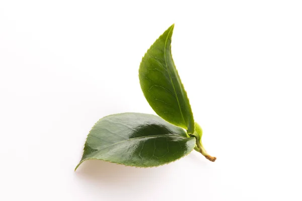 Świeże Liście Herbaty Białym — Zdjęcie stockowe