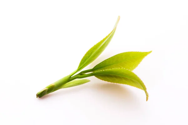 Frische Teeblätter Auf Weiß — Stockfoto