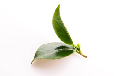 Taze çay yaprakları beyaz üzerine