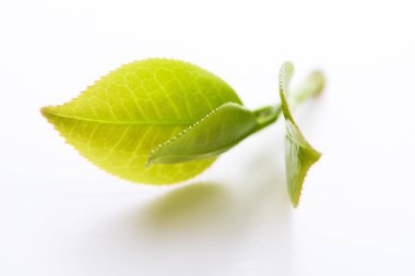 Taze çay yaprakları beyaz üzerine