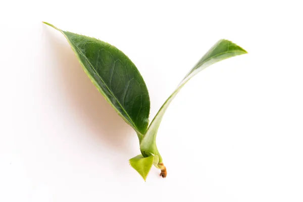 Hojas Frescas Sobre Blanco — Foto de Stock