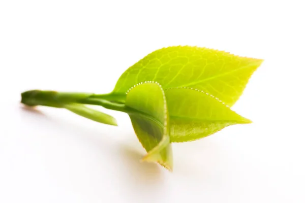 Fresh Tea Leaves White — Stock Photo, Image