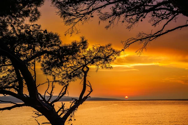 Pôr Sol Dourado Acima Mar Através Pinheiros Croácia — Fotografia de Stock