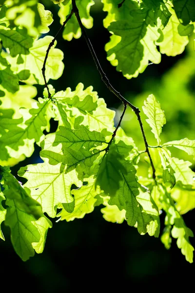 Ветви Зелеными Листьями Дуба Солнечном Свете — стоковое фото