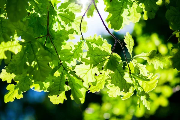 Ветка Новыми Листьями Зеленого Дуба Солнечном Свете — стоковое фото