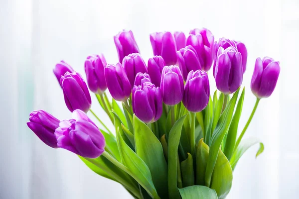 Bunch Purple Tulips White Background — Stock Photo, Image