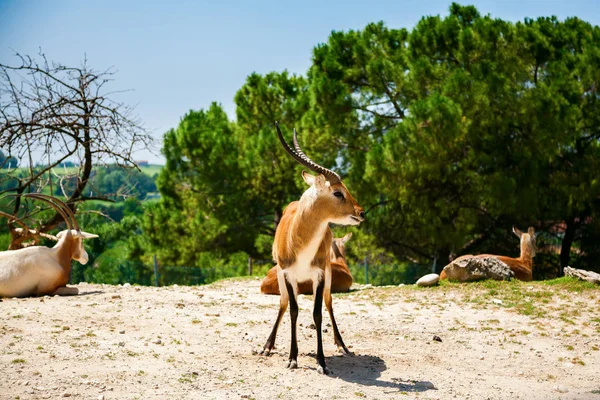 Springbok antilop — Stok fotoğraf