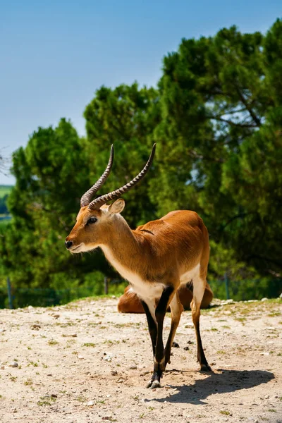L'antilope springbok — Foto Stock