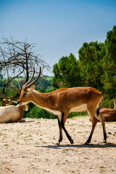 El antílope springbok — Foto de Stock