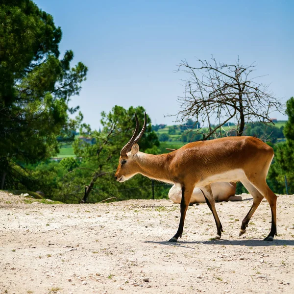 L'antilope springbok — Foto Stock