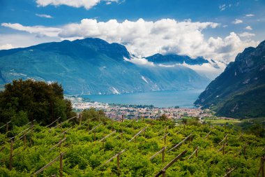 Riva del Garda yakınlarındaki üzüm bağları