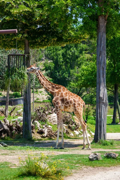 Feeding time for the giraffe — Stock Photo, Image