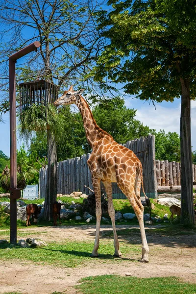 Красивый жираф ест траву — стоковое фото